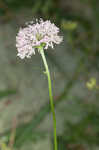 Puffballs